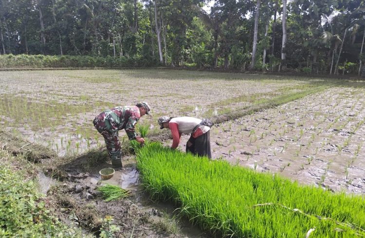 Babinsa Dawuhan Dampingi Petani Percepat Masa Tanam Padi di Blitar