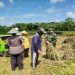 Babinsa Sanankulon Dampingi Petani Panen, Pastikan Gabah Terserap Bulog