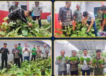 Lapas Kota Bakti Panen Perdana Sayuran, Wujud Pembinaan Kemandirian Warga Binaan