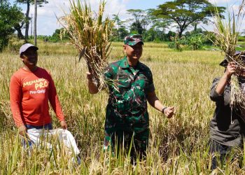 Dandim Boyolali Dampingi Vidcon Presiden dan Panen Raya di Desa Nepen