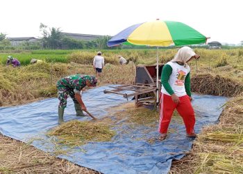 Babinsa Tanjungsari Turun Sawah, Dukung Panen Padi Poktan Rukun Makmur