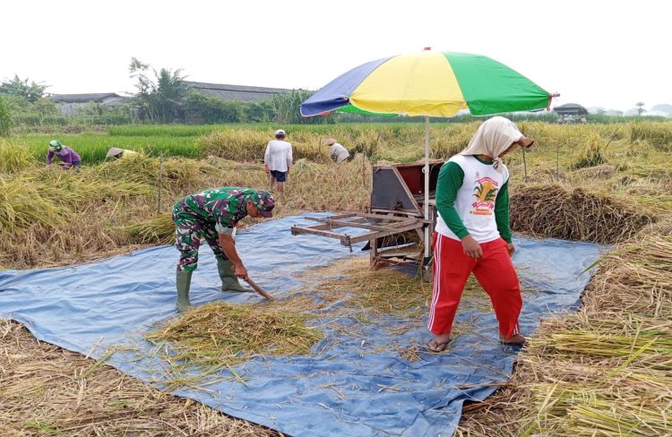Babinsa Tanjungsari Turun Sawah, Dukung Panen Padi Poktan Rukun Makmur