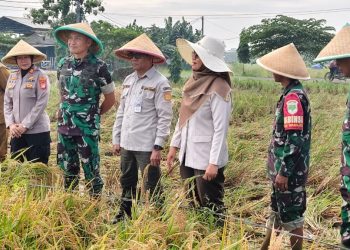Danrem 051 WKT dan Aster Kasdam Jaya Panen Raya Padi di Lahan Pertanian Terpadu Wanajaya, Cibitung