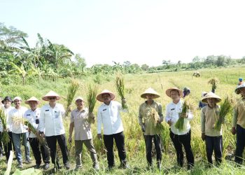 Nusakambangan Menuju Lumbung Ketahanan Pangan, 247 Warga Binaan Aktif Berkontribusi