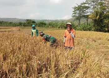 Babinsa Margomulyo Dampingi Panen Padi, Wujud Nyata Kepedulian TNI terhadap Ketahanan Pangan