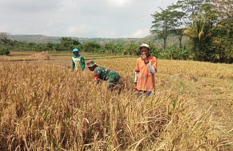 Babinsa Margomulyo Dampingi Panen Padi, Wujud Nyata Kepedulian TNI terhadap Ketahanan Pangan