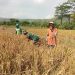 Babinsa Margomulyo Dampingi Panen Padi, Wujud Nyata Kepedulian TNI terhadap Ketahanan Pangan