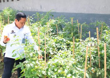 Lapas Banyuwangi Sulap Lahan Sempit Jadi Pertanian Produktif, Panen Perdana Kacang Panjang dan Tomat