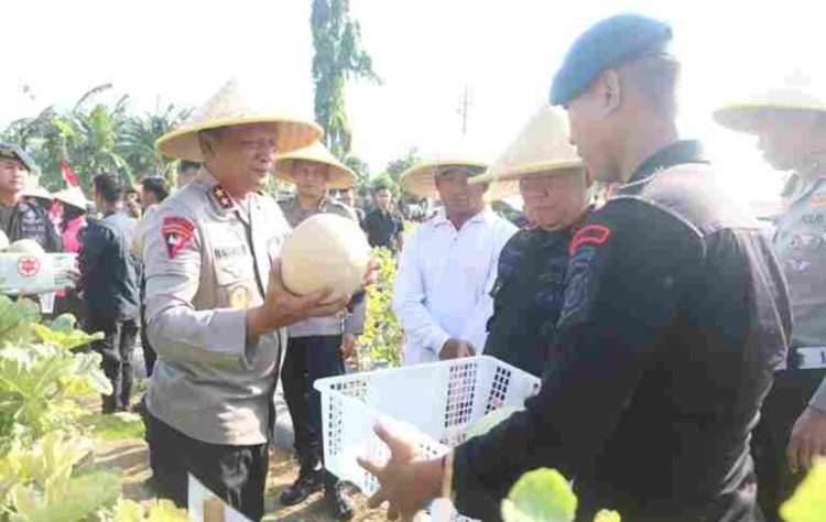 Kapolda Jatim Hadiri Panen Raya 10 Ribu Melon dan 3 Ribu Semangka 