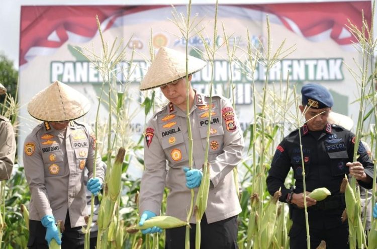 Dukung Swasembada Pangan Tahun 2025, Kapolda Bali Laksanakan Panen Raya Jagung Serentak Kuartal III.