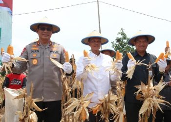 Jagung Kuartal III Kaltara Terserap 82 Ton, Kapolda Apresiasi Petani