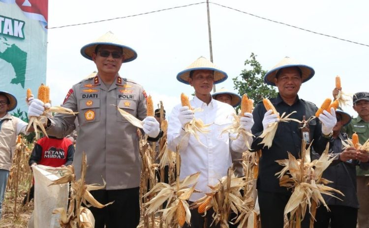 Jagung Kuartal III Kaltara Terserap 82 Ton, Kapolda Apresiasi Petani