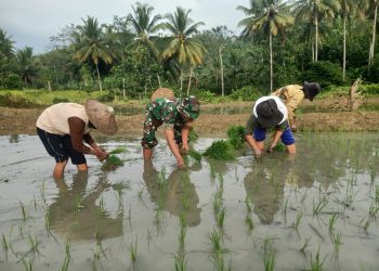 Babinsa Sumbersih Dampingi Poktan Tunas Jaya Tanam Padi 