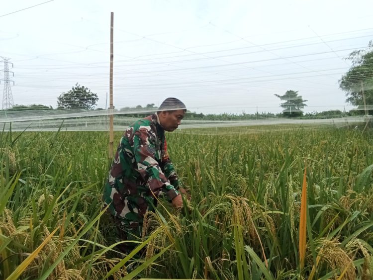 Babinsa Pulasaren Dampingi Petani Lakukan Pemeliharaan Tanaman Padi Varietas Mapan