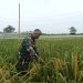 Babinsa Pulasaren Dampingi Petani Lakukan Pemeliharaan Tanaman Padi Varietas Mapan