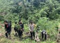 Operasi Gabungan Polda Sumsel Bongkar Ladang Ganja 20 Hektar di Empat Lawang