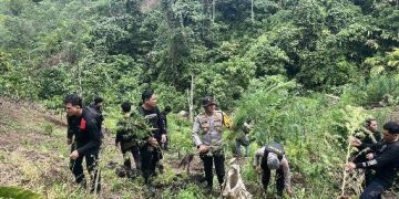 Operasi Gabungan Polda Sumsel Bongkar Ladang Ganja 20 Hektar di Empat Lawang